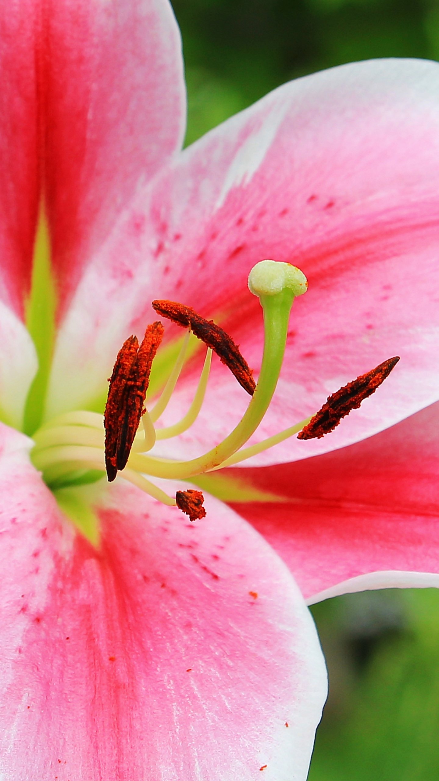 Lily Photos Download The BEST Free Lily Stock Photos  HD Images