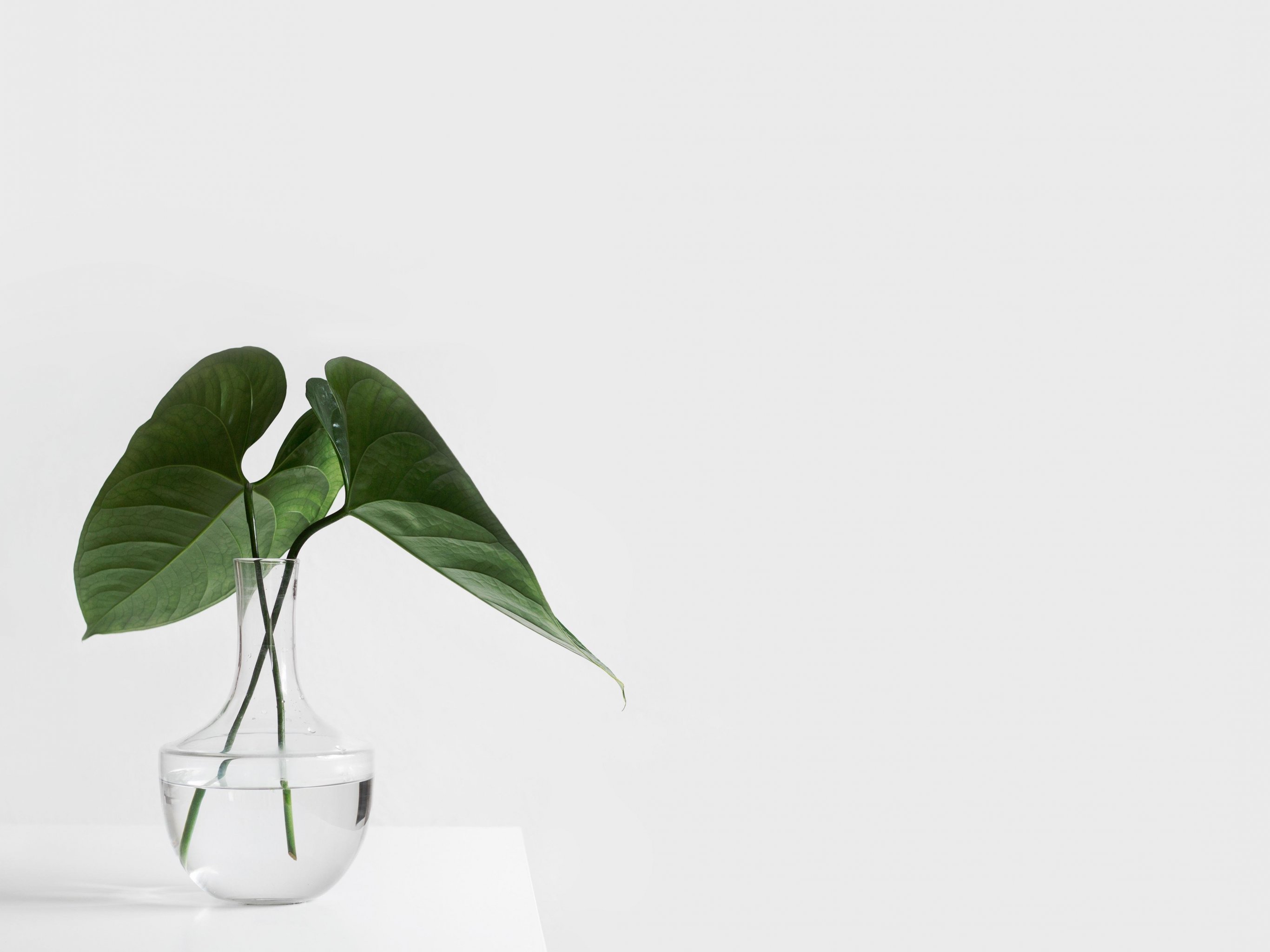 Minimalist Aesthetic Plant in Clear Vase Wallpaper - iPhone, Android &  Desktop Backgrounds