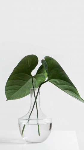 Minimalist Aesthetic Plant in Clear Vase Tablet Wallpaper