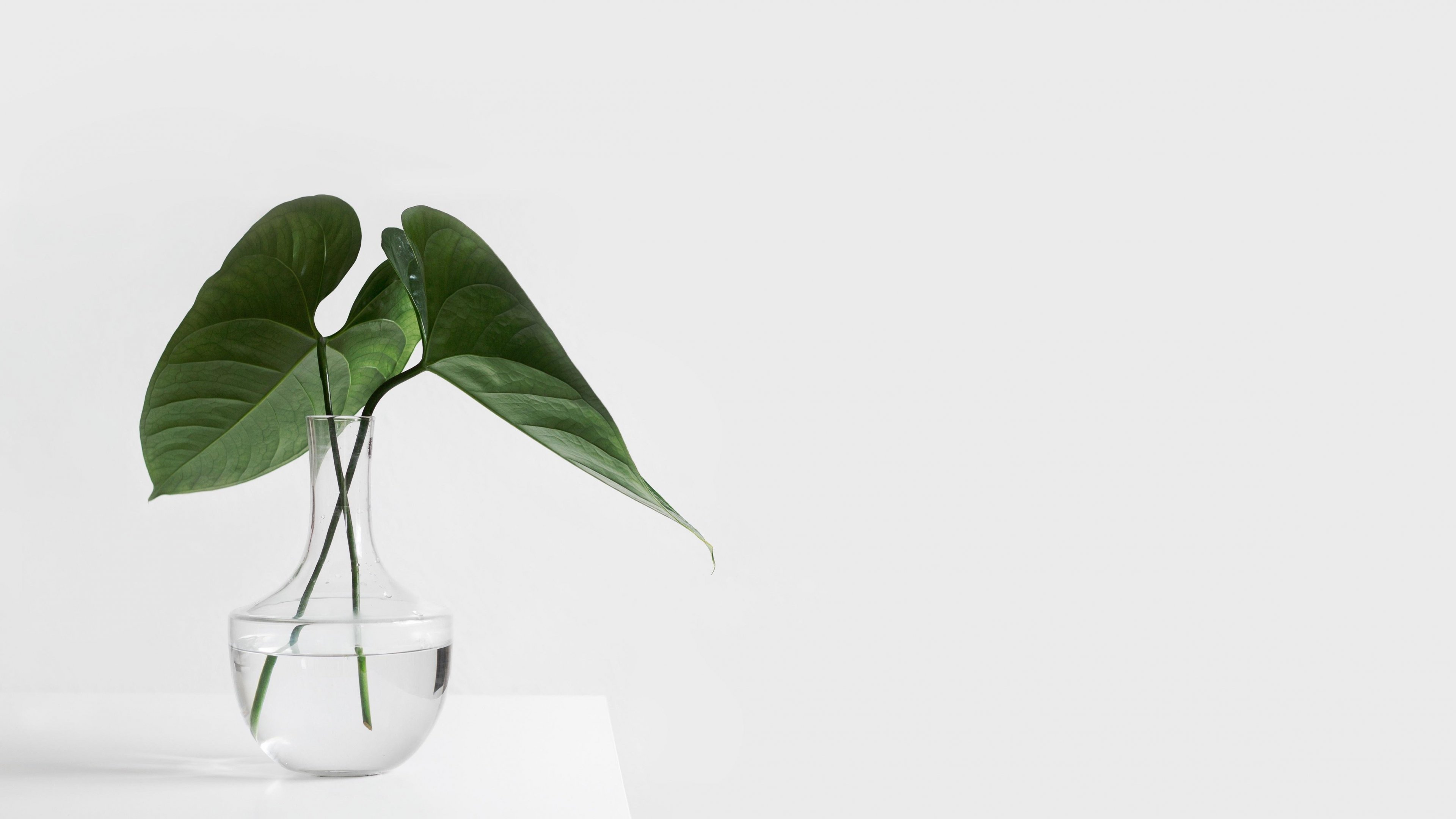 Minimalist Aesthetic Plant in Clear Vase Wallpaper - iPhone, Android & Desktop  Backgrounds
