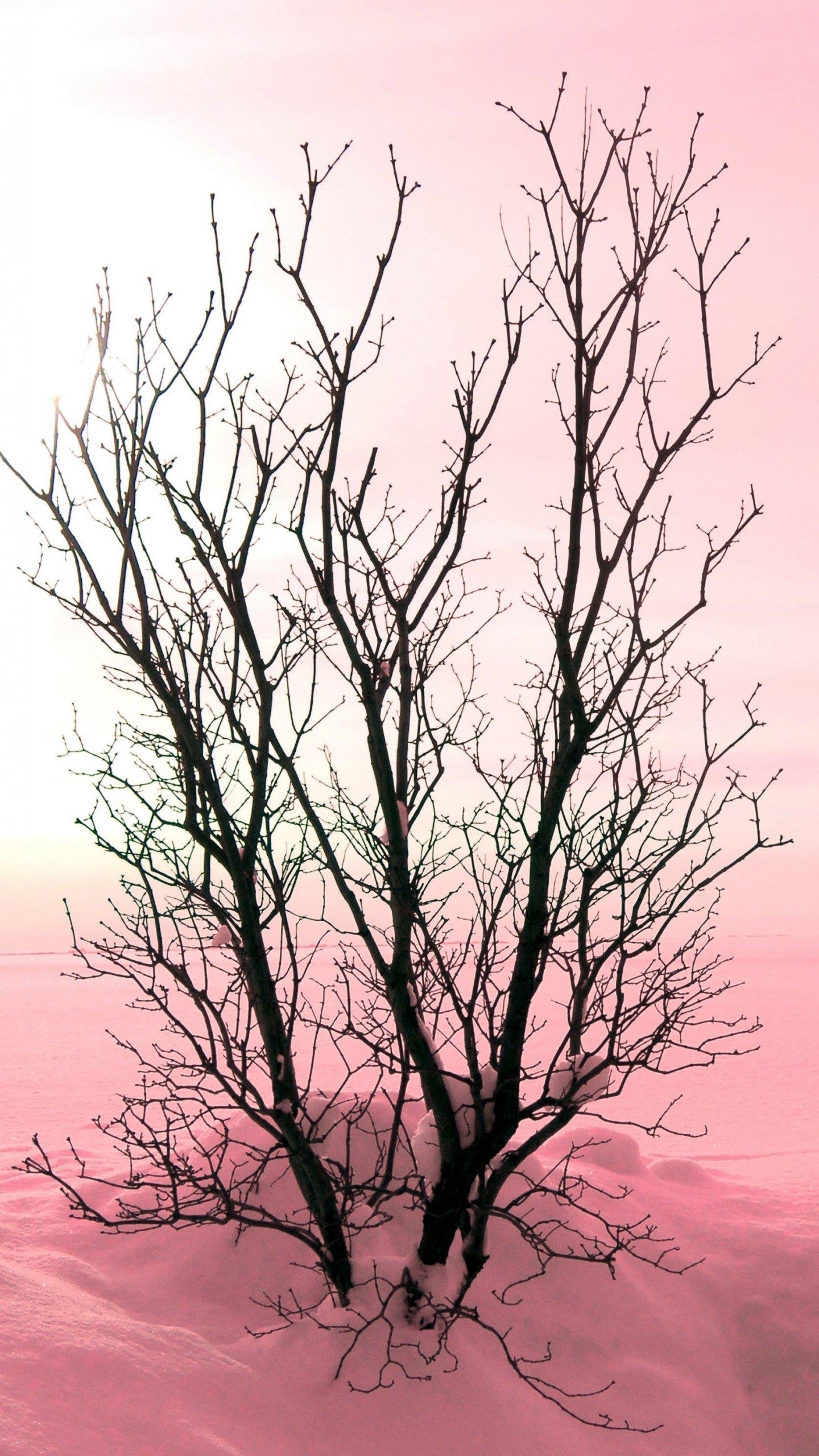 Download Dark Night Trees iPhone Wallpaper 38115 from Mobile Wallpapers  This Dark Night Trees iphone wallpaper is   Iphone wallpaper Tree  wallpaper Tree iphone