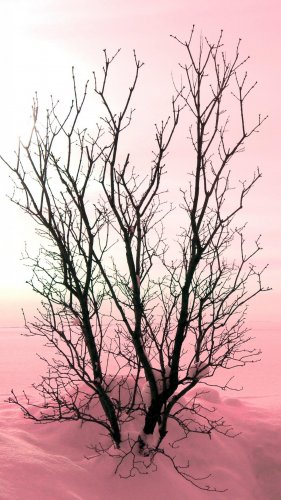 Minimalist Tree Sunset Mobile Wallpaper