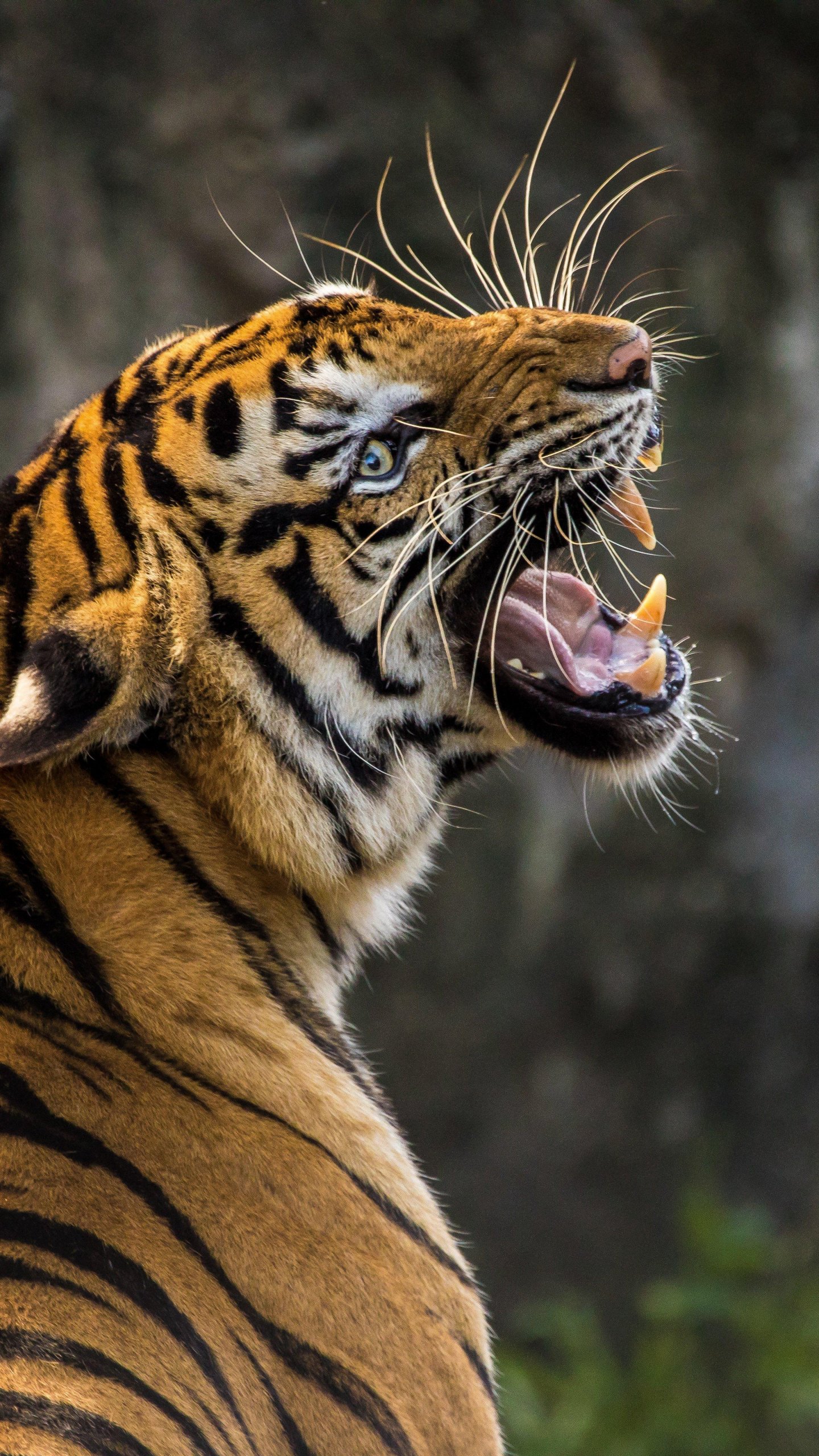 Tiger Roaring Wallpaper - iPhone, Android & Desktop Backgrounds
