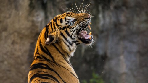 Tiger Roaring HD Desktop Wallpaper