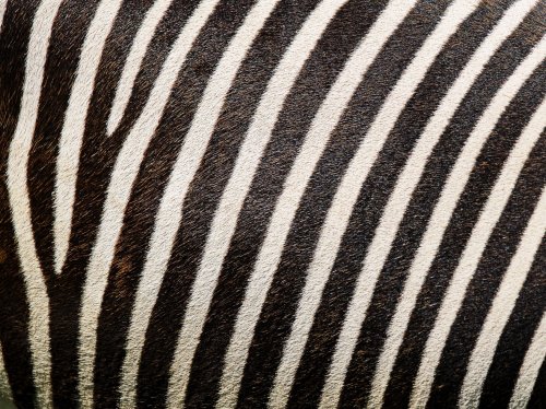 Zebra Texture  Wallpaper