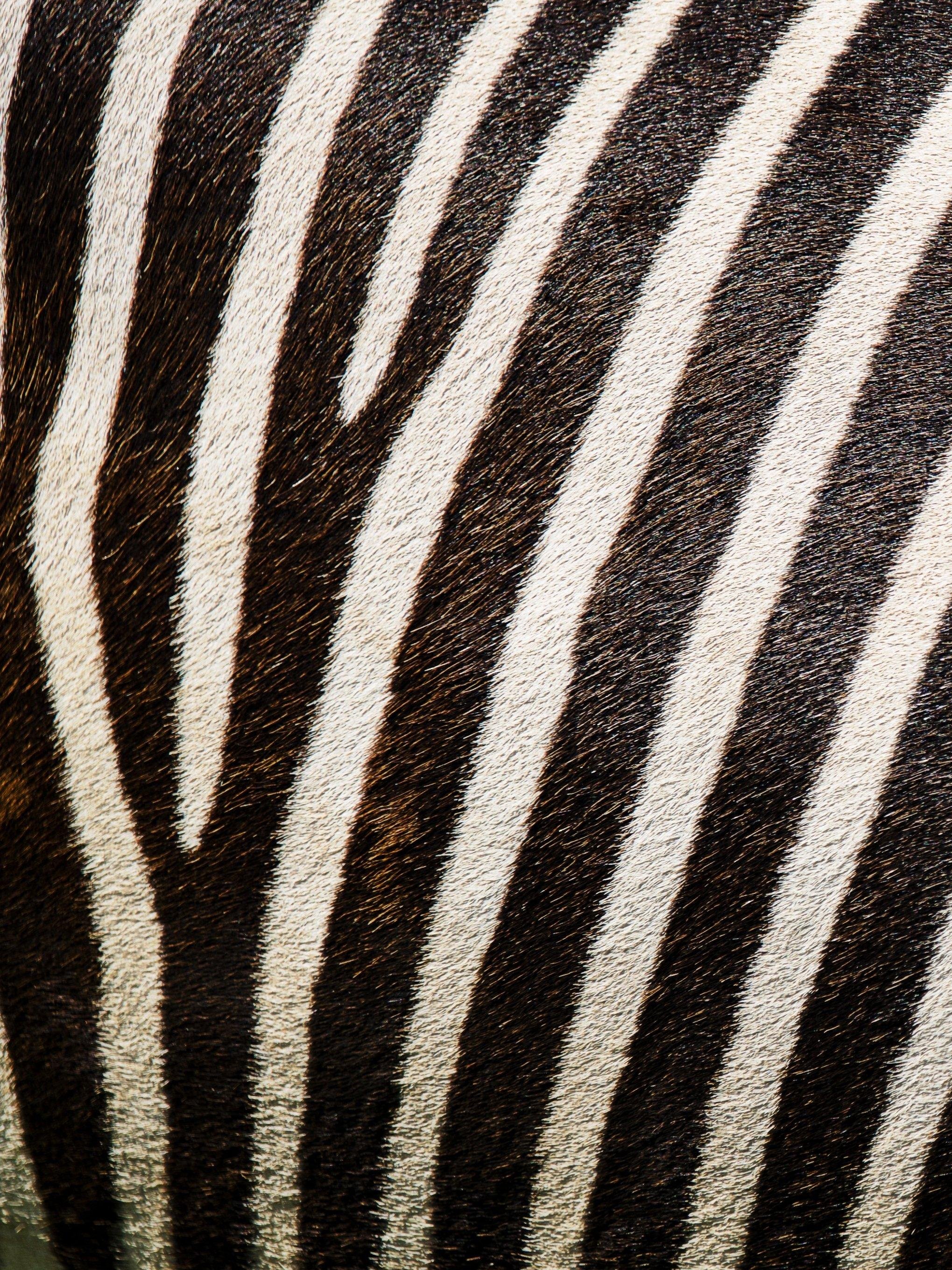 Zebra Texture Wallpaper - iPhone, Android & Desktop Backgrounds