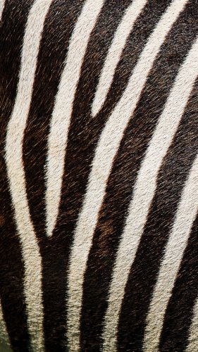 Zebra Texture Mobile Wallpaper