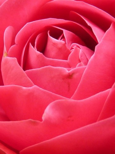 Bright Pink Rose Closeup iPad Wallpaper