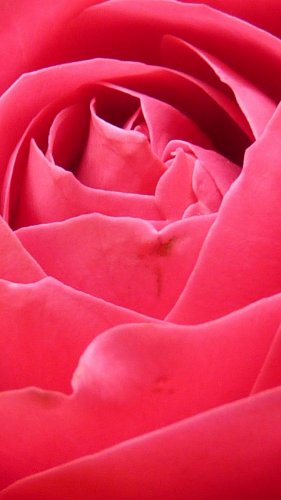 Bright Pink Rose Closeup Mobile Wallpaper