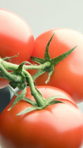 Fresh Tomatoes Mobile Wallpaper