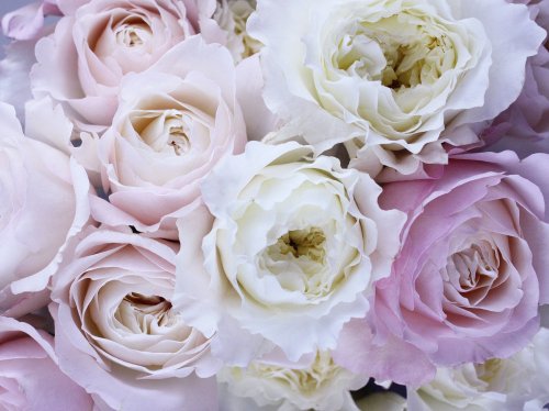 Pale Pink and White Roses  Wallpaper