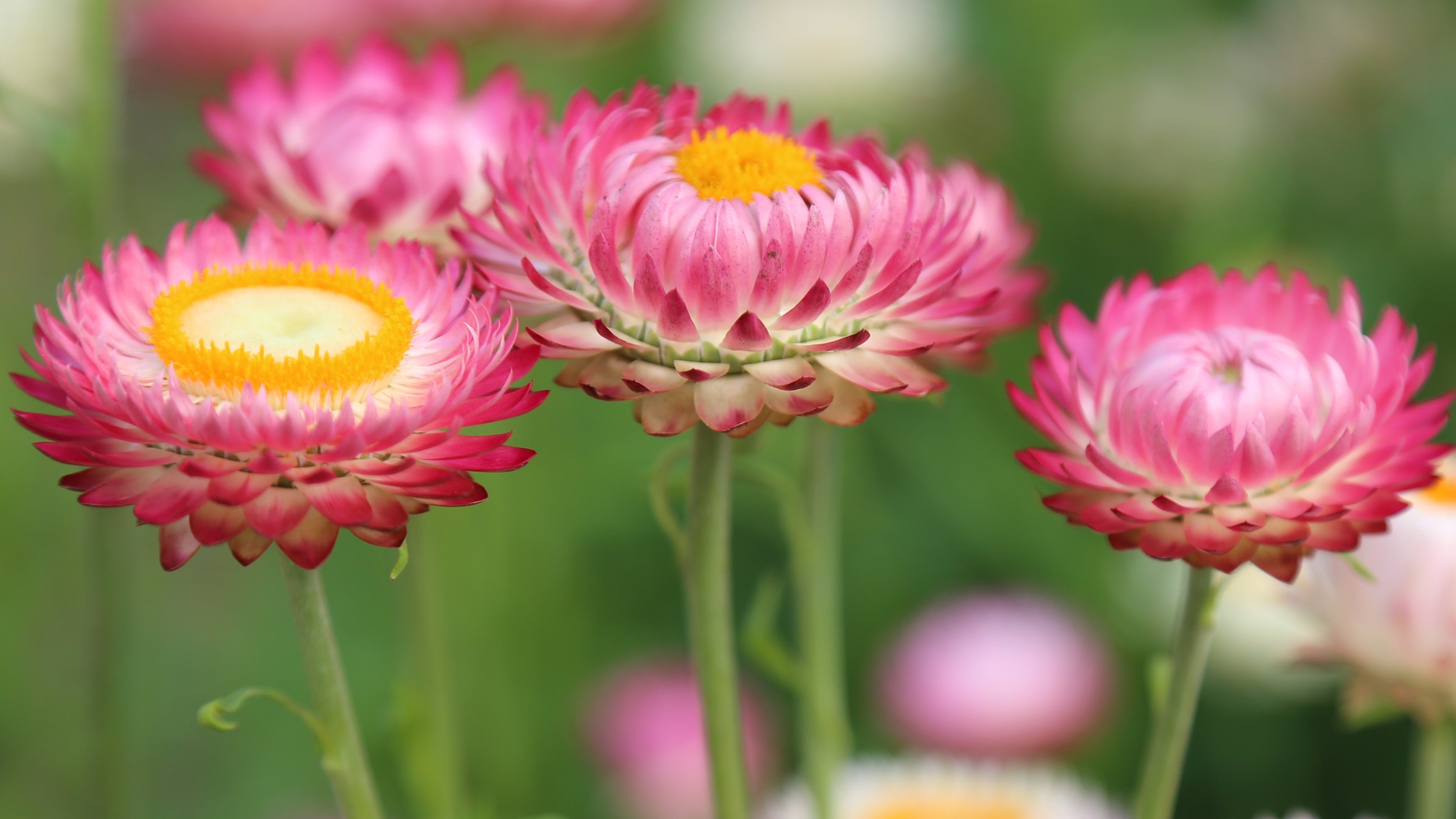 Pink Flowers Wallpaper - iPhone, Android & Desktop Backgrounds