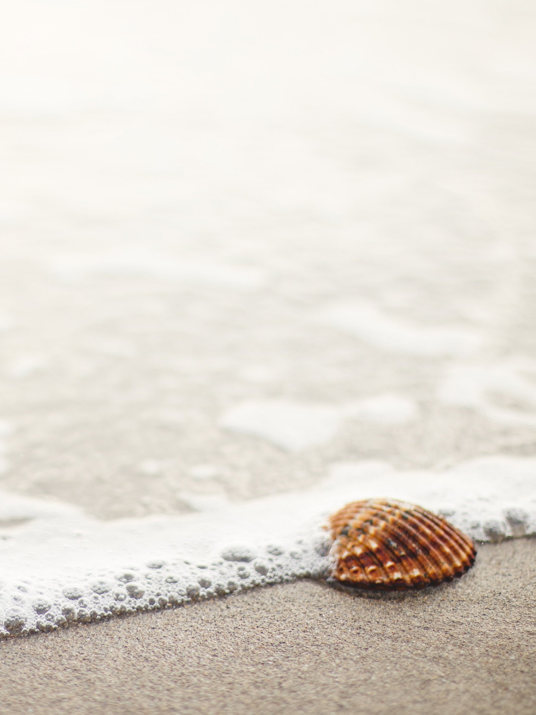 Shell on Beach Wallpaper - iPhone, Android & Desktop Backgrounds