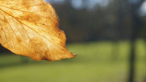 Leaf HD Desktop Wallpaper