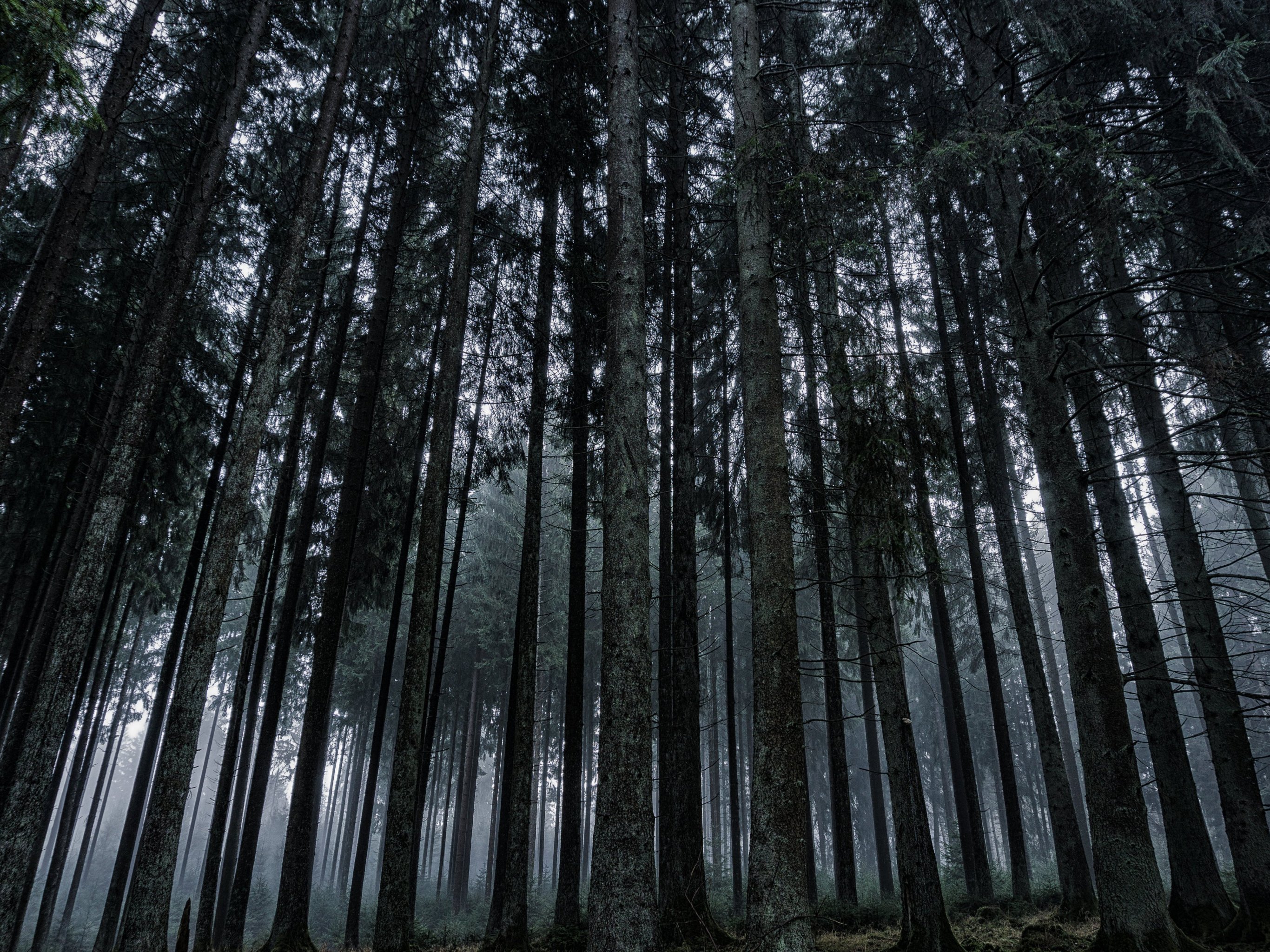 Dark Forest Wallpaper - iPhone, Android & Desktop Backgrounds