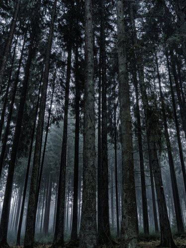 Dark Forest iPad Wallpaper