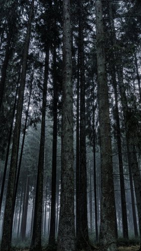 Dark Forest Tablet Wallpaper