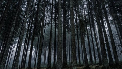 Dark Forest HD Desktop Wallpaper