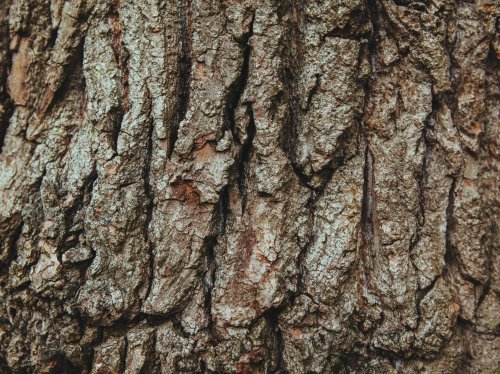 Bark on Oak Tree  Wallpaper