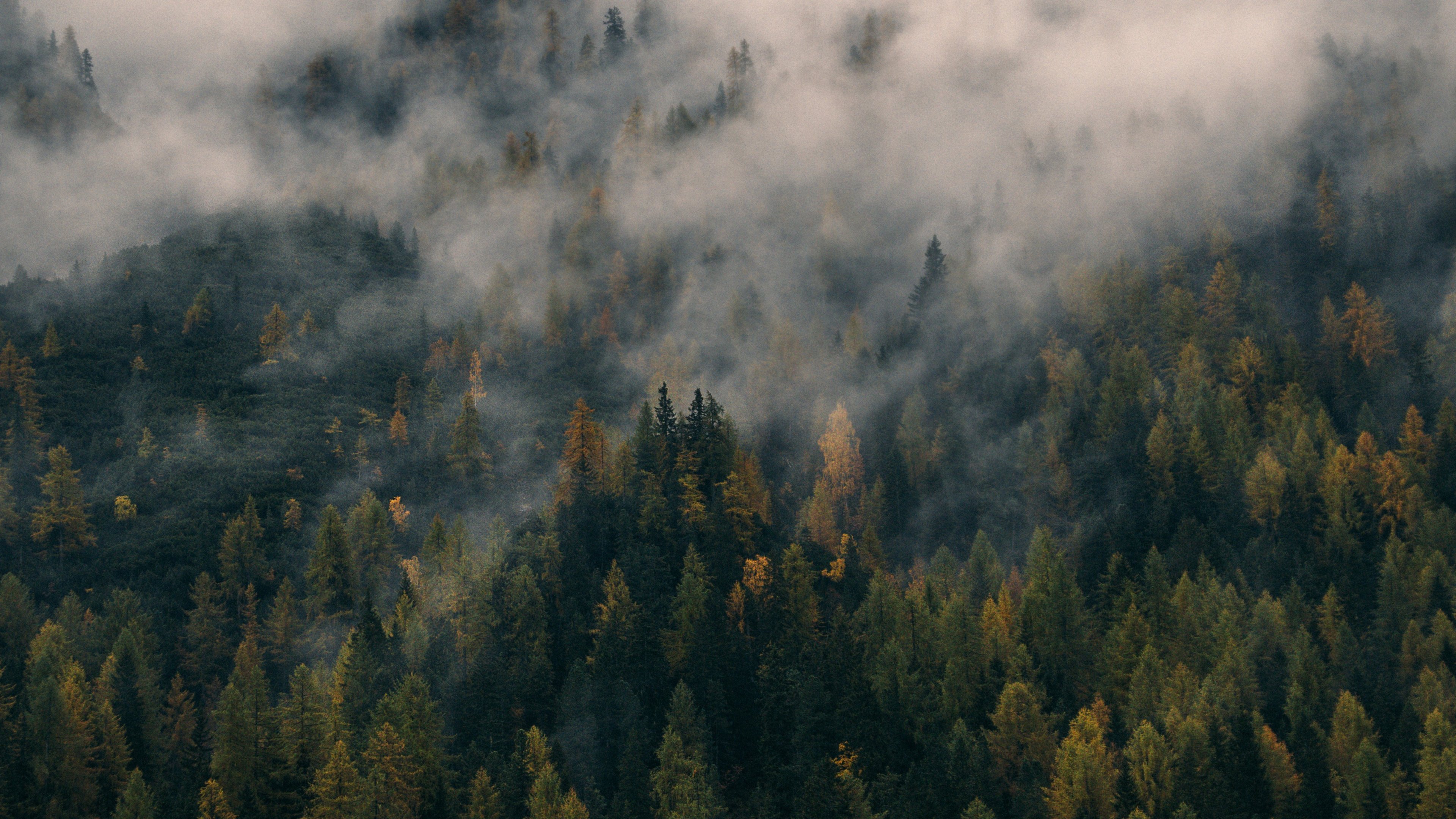 Foggy Forest Hd Wallpaper