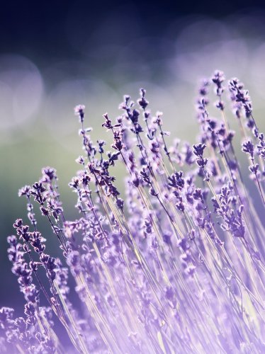 Purple Wildflowers iPad Wallpaper