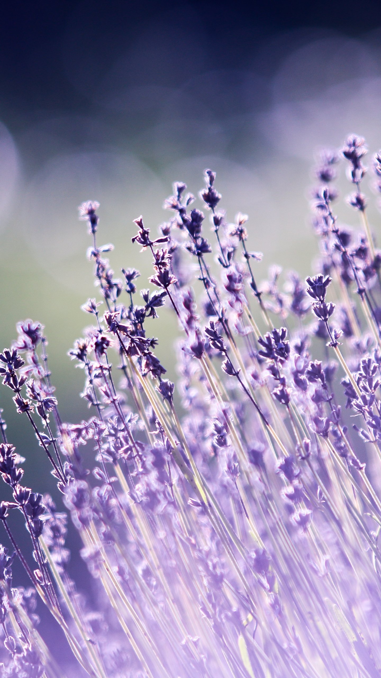 Purple Wildflowers Wallpaper - iPhone, Android & Desktop Backgrounds