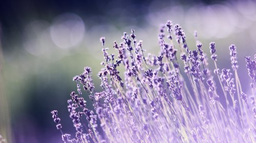 Purple Wildflowers HD Desktop Wallpaper