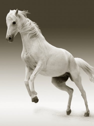 White Horse iPad Wallpaper