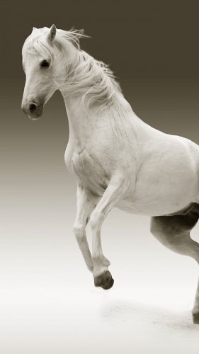 White Horse Tablet Wallpaper