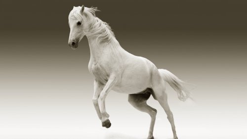 White Horse HD Desktop Wallpaper