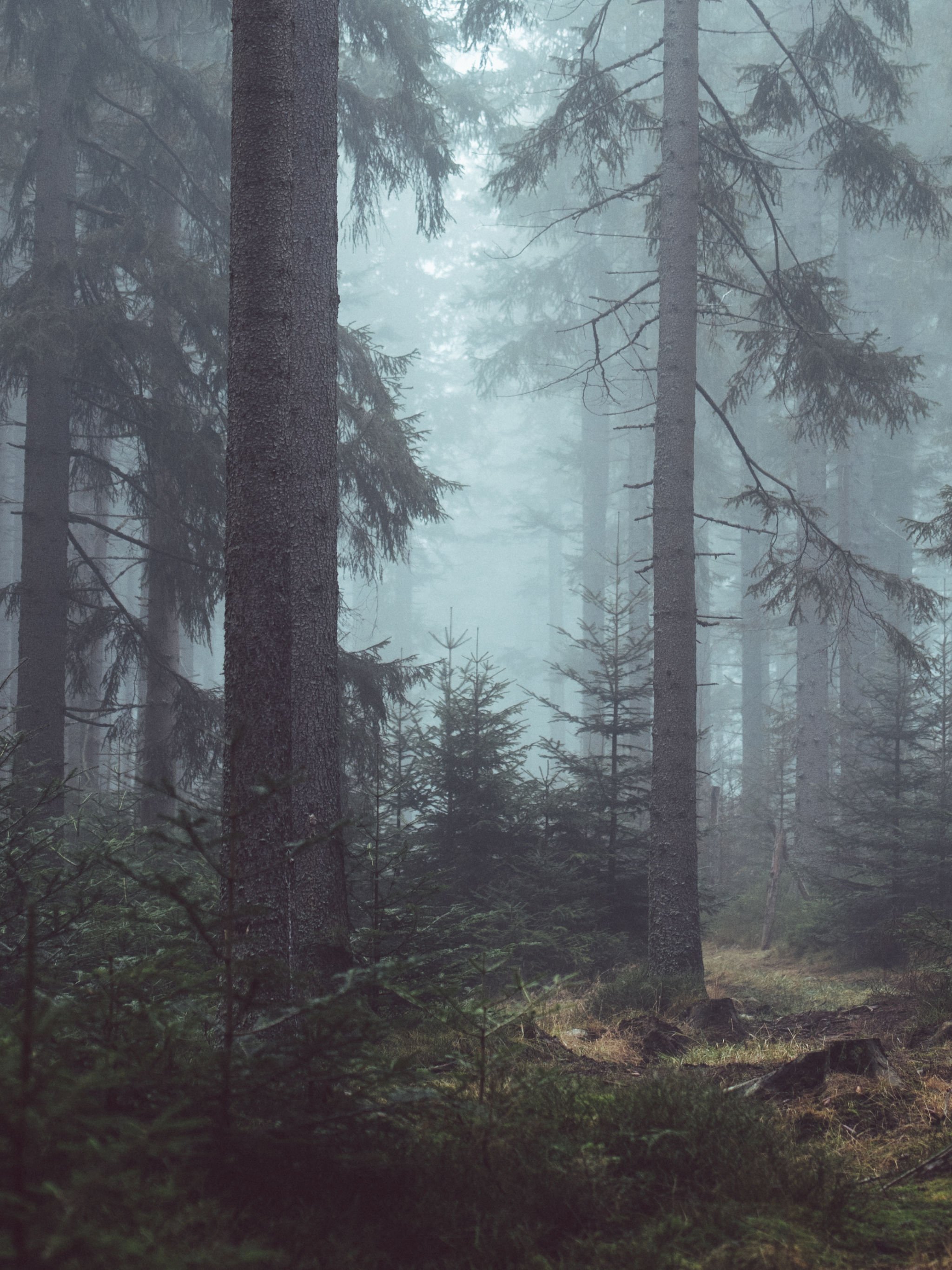 Misty Forest Wallpaper - iPhone, Android & Desktop Backgrounds