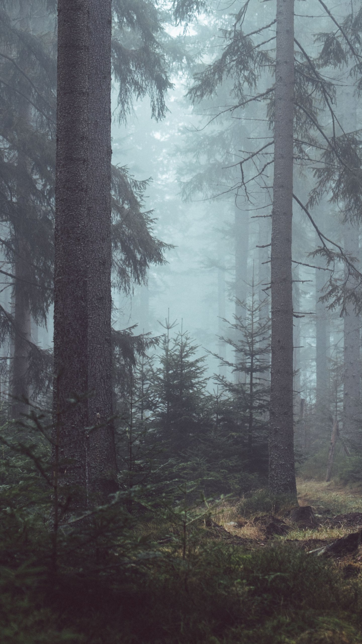 Dark Forest Images  Free Download on Freepik