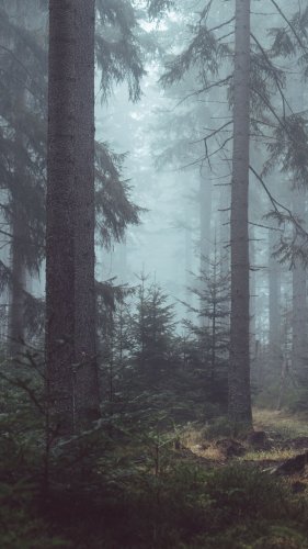 Misty Forest Mobile Wallpaper