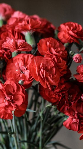 Red Carnations Mobile Wallpaper