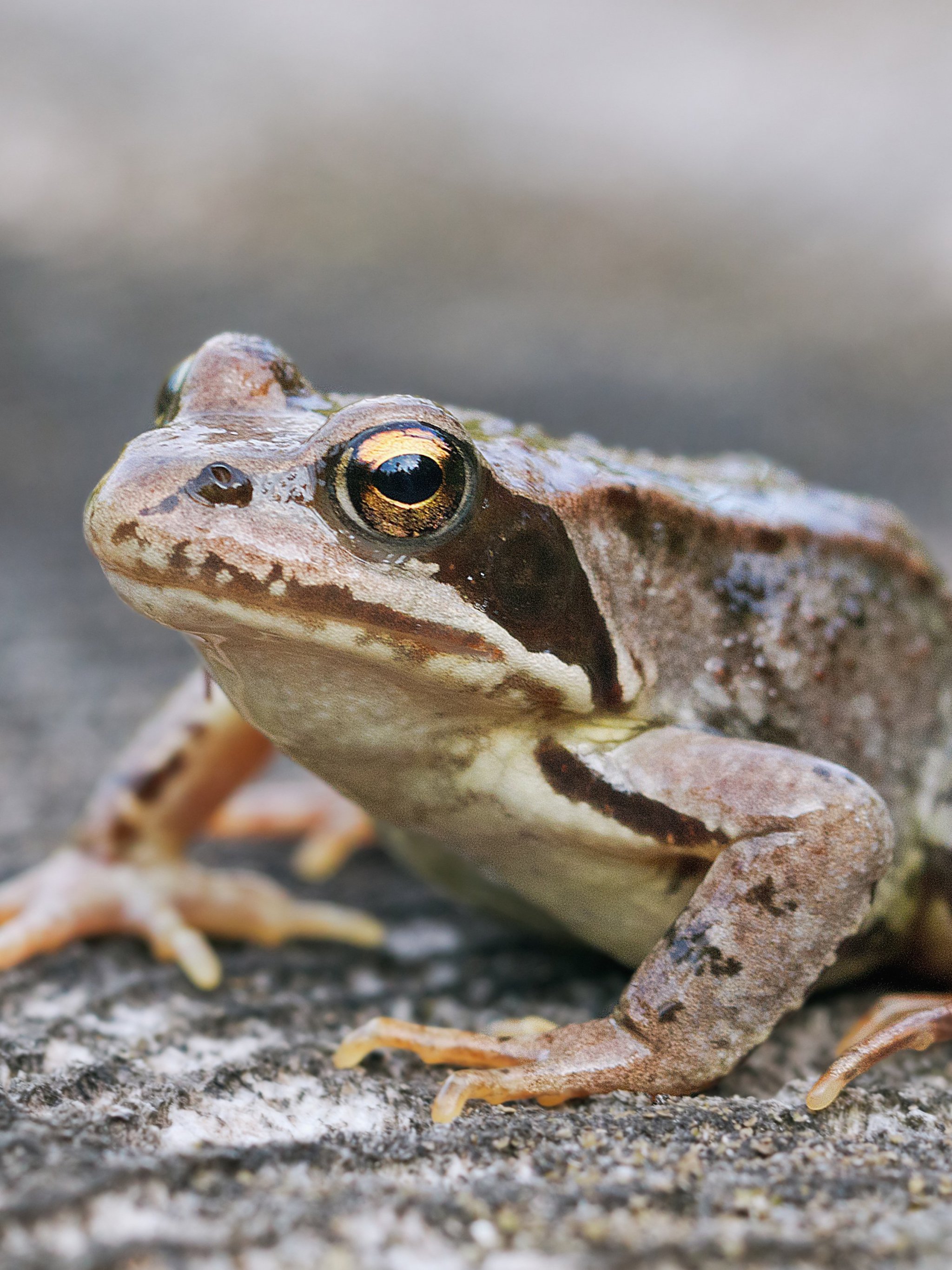 80 Frog wallpapers HD  Download Free backgrounds