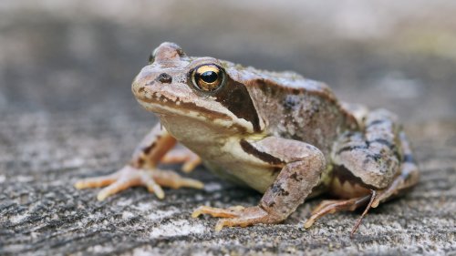 Frog HD Desktop Wallpaper