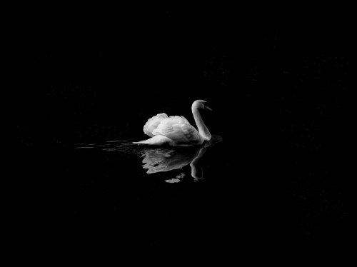 Swan in Lake  Wallpaper