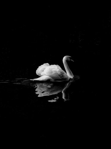 Swan in Lake