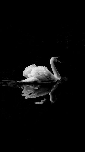 Swan in Lake Mobile Wallpaper