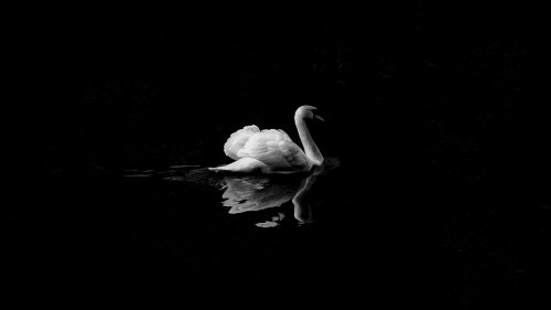 Swan in Lake HD Desktop Wallpaper