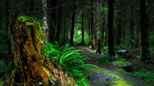 Forest Path HD Desktop Wallpaper