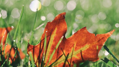 Maple Leaf in Grass HD Desktop Wallpaper