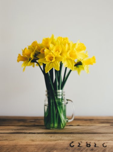 Daffodils iPad Wallpaper