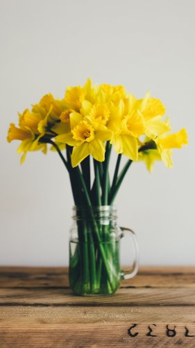 Daffodils Tablet Wallpaper