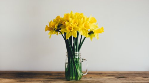 Daffodils HD Desktop Wallpaper
