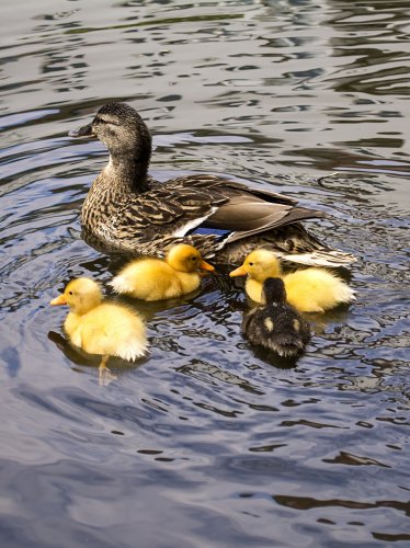 Ducklings on Water iPad Wallpaper