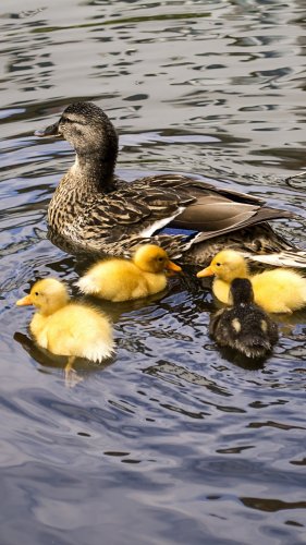 Ducklings on Water